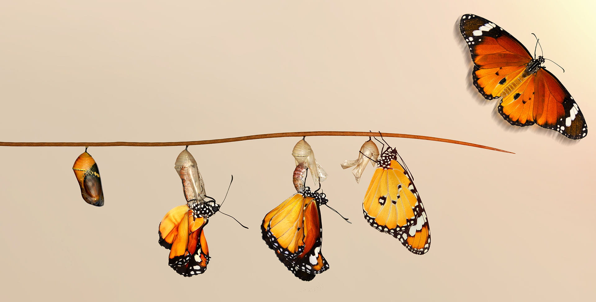 Evolution of a plan.